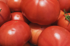 【祝‼︎初出品セール‼︎】昔なつかしい！夏休みおじいちゃん家で食べたあのもぎたてトマト（大玉トマト）４キロ箱