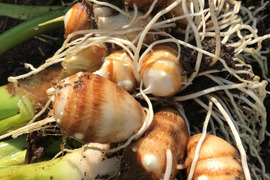 ほっこり美味しい里芋　2キロ