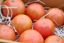 【限定】子どもも喜ぶデカウマ道産トマト（1.5kg箱）