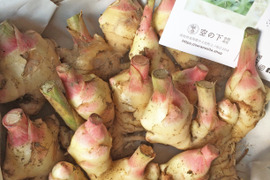 (10月13日〜)自然栽培 土佐一 新生姜1kg 土付き