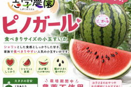 ピノ・ガールの通販｜スイカ｜食べチョク｜産地直送(産直)お取り寄せ