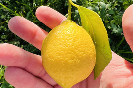 The citrus【mini LEMON】ミニレモン 約2kg