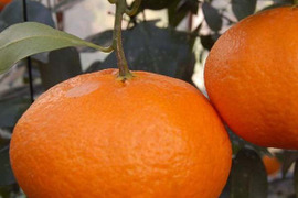 甘平の通販｜その他柑橘｜食べチョク｜産地直送(産直)お取り寄せ