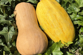 訳あり＊バターナッツ&そうめんかぼちゃのセット＊固定種＊3kg