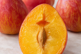 【ご家庭用 約1.3kg】〖一度は食べてほしい〗希少プラム「月光」｜芳醇な香りと甘み、完熟であふれる果汁