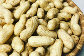 今しか味わえない！生落花生 おおまさり