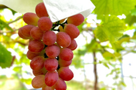 【おすすめ】太陽の恵みたっぷりサニードルチェ厳選1房