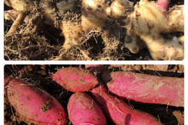 新生姜　べにはるかセット【農薬・化学肥料 不使用】