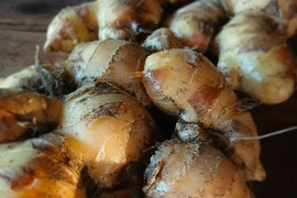 【鮮度抜群】香辛温活！自然栽培　土佐一囲い生姜（新生姜から移行中）1kg土付き　香りの良い最高の生姜をお届けします。