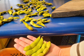 【10月最盛期丹波篠山で生産】丹波篠山産 黒枝豆『さや黒』 さや400g×3P　【仲摘み- 10月28日(火)農園よりご発送】