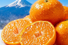 糖度10度以上！青秀約2.5キロ箱込み 寿太郎みかん みかん 西浦みかん