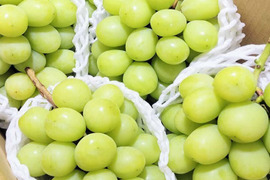 シャインマスカット 約1kg（3房）※信州の環境にやさしい農産物50％節減（長野県認証）2023