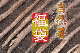 【福袋2024】2割引 ネバネバは超一級の自然薯