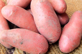 フランスの定番！シェリー 1.5kg(10-18個程度) 掘りたて土付き新じゃが
