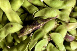 わけありB級品1kg…丹波篠山黒枝豆さや