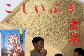 新米　令和7年産　新潟県産　こしいぶき  玄米  5キロ  (71)