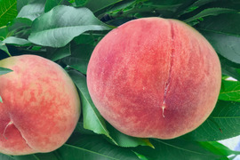 【予約販売】　しあわせな「桃」 約2kg  5~8玉
