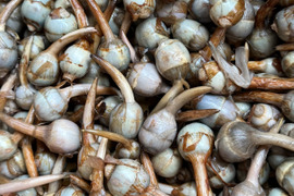 お買い得【能登野菜】神子原くわい(ミニ)1kg