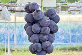 【数量限定】今年初生りの縁起物！ピオーネ（種なし） 約2kg 3～5房