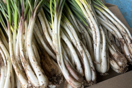 【メール便配送】沖縄 伊江島特産 島らっきょう 500g