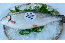 【父の日ギフト】ぜひお刺身で！輝サーモンフィーレ　Lサイズ真空-60冷凍