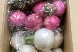 ’'ノウフク’’  食卓を彩る！カラフルなカブ　1kg