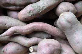 【訳あり】安納芋 5kg ※梱包込