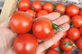 豊作特価⭐️甘くて柔らかい！中玉トマトフルティカ１キロ