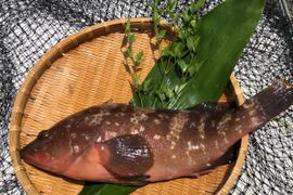 幻の魚 ｱｺｳ（ｷｼﾞﾊﾀ）500ℊ前後/2匹