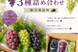 🍃🍇旬のぶどう３種詰合せ🍇🍃
🟣3種類/各1房入　🟢約1.7㎏位詰合せ