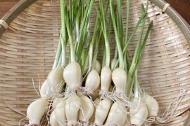 無農薬 山梨県産 遠赤外線栽培 発芽にんにくスプラウト 大中粒 60本