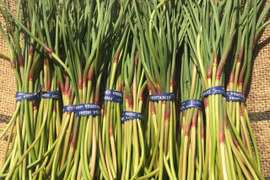 幻の国産品　まるむのニンニク芽 1kg