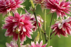 2個セット  アクイレギア ノラバロー オダマキ 宿根草 多年草