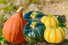 【数量限定】🎃ハロウィン特別かぼちゃセット [化学農薬・化学肥料・除草剤不使用]