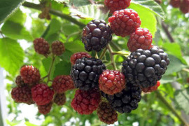 【希少】採れたてをすぐに冷凍！国産冷凍ブラックベリー（500g）