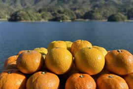 天草の宝石箱！栽培期間中農薬不使用 5種の柑橘セット　箱込み4kg　（白川、河内晩柑、ゆず、甘夏、スイートスプリング）
