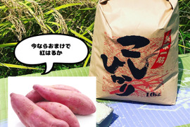 おまけ付き　特別栽培米　コシヒカリ　10kg 令和4年産
