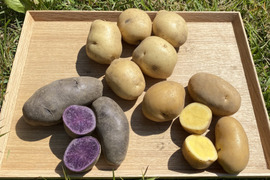 鹿児島県産じゃがいも食べ比べセット　デジマ600gシャドークイーン500gインカのめざめ500g
