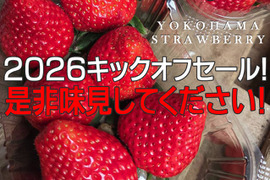 【2026キックオフセール】べにほっぺ30ｇ以上の大粒をたっぷり500g【通常便】