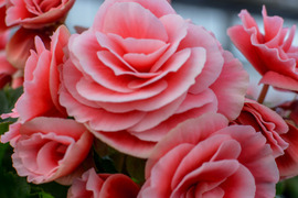 【多くの受賞歴】アンティーク調の覆輪の花、人気品種です。エラチオールベゴニア【ボリアス】５寸