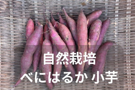 【自然栽培】べにはるか 小芋 500g