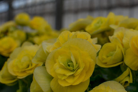 【農林水産大臣賞】１番人気品種のミドルサイズ。お手軽にコスモノアの魅力が楽しめます。エラチオールベゴニア【コスモノア】4.5寸