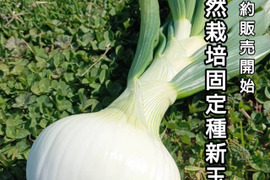 淡路島新玉葱自然栽培3キロ【固定種 在来種　完全農薬不使用　無肥料栽培　種子消毒無し【有機JAS法で認められた農薬・肥料・土壌改良剤も一切不使用】自然の力だけで栽培　数量限定予約販売開始ご予約順次発送