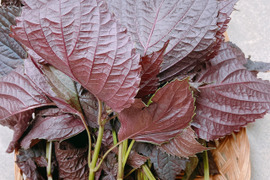 旬の赤しそ（生）　しそシロップを水、炭酸水割りでどうぞ【農薬不使用】