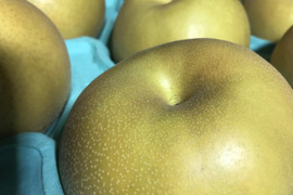 今まつどの梨は新高！　秋の味覚シャキシャキ感と溢れる梨汁！5キロ箱に9個入り　このサイズが新高のスタンダード！家庭用にもプレゼントにも。今が一番美味しい時期。