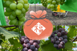 【数量限定】ぶどうお楽しみ福袋セット1.8キロ以上（シャインマスカット1キロ以上お約束‼︎）