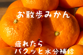 お散歩みかん　Sサイズ4.5kg　家庭用（中生） 山口岩国みかん　瀬戸内の恵み甘酸っぱいフレッシュなお味をお届けします！