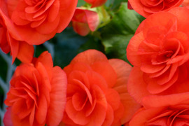 【贈答用】鮮やかなオレンジ色のベゴニア！エラチオールベゴニア【バティーク】4.5寸