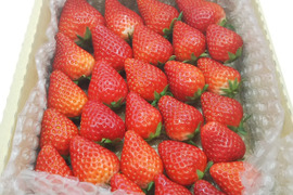 【お家に帰って食べるのが待ち遠しくなるいちご☆彡】【約500g】【ご注文から1～8日以内に発送】