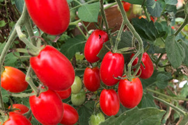 予約【農薬・化学肥料不使用栽培】樹上完熟　フラガールトマト　お買得大容量　1ｋｇ